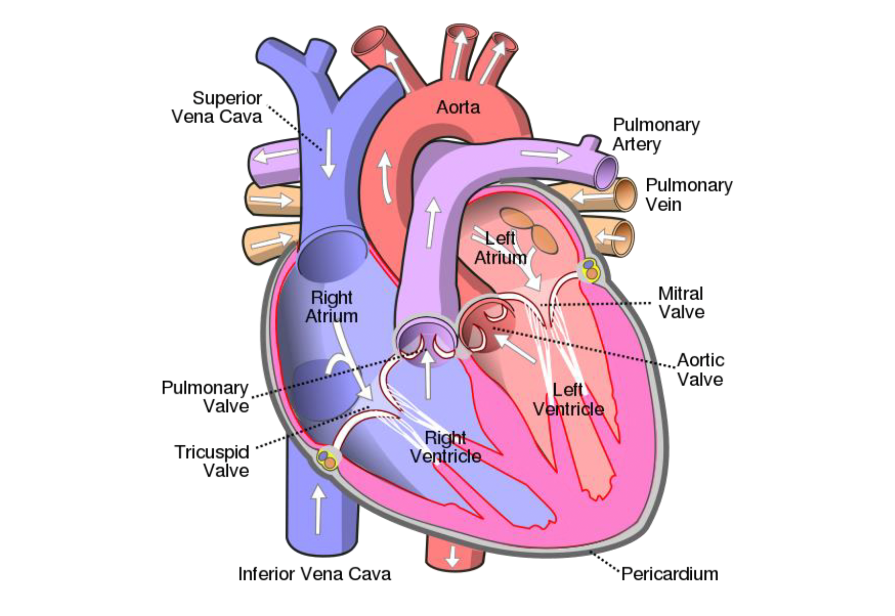 Heart