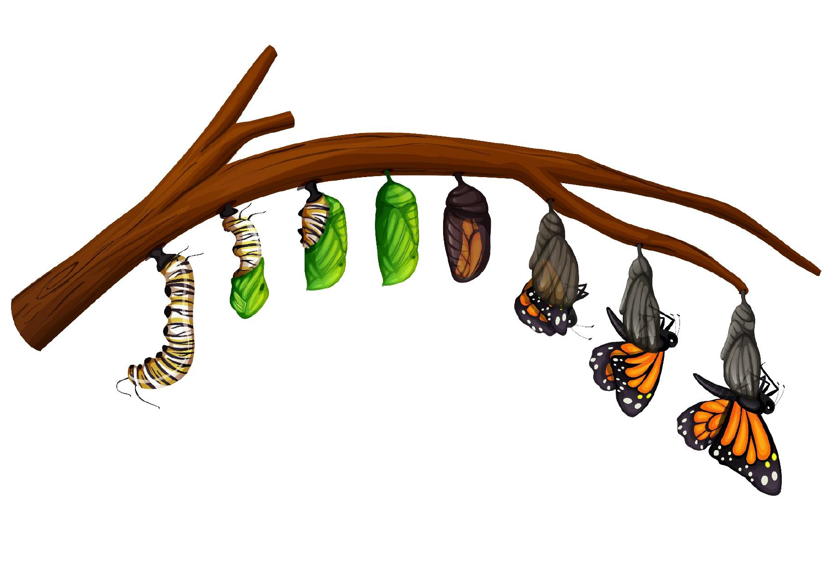 Metamorphosis