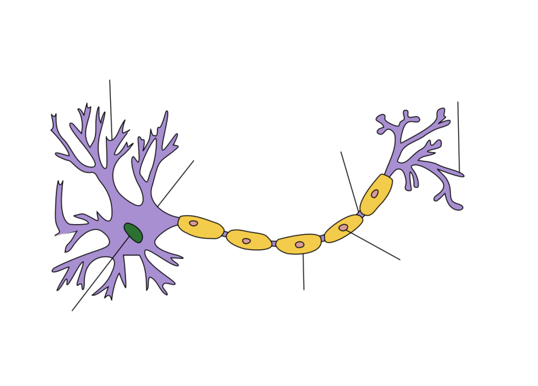 Neuron