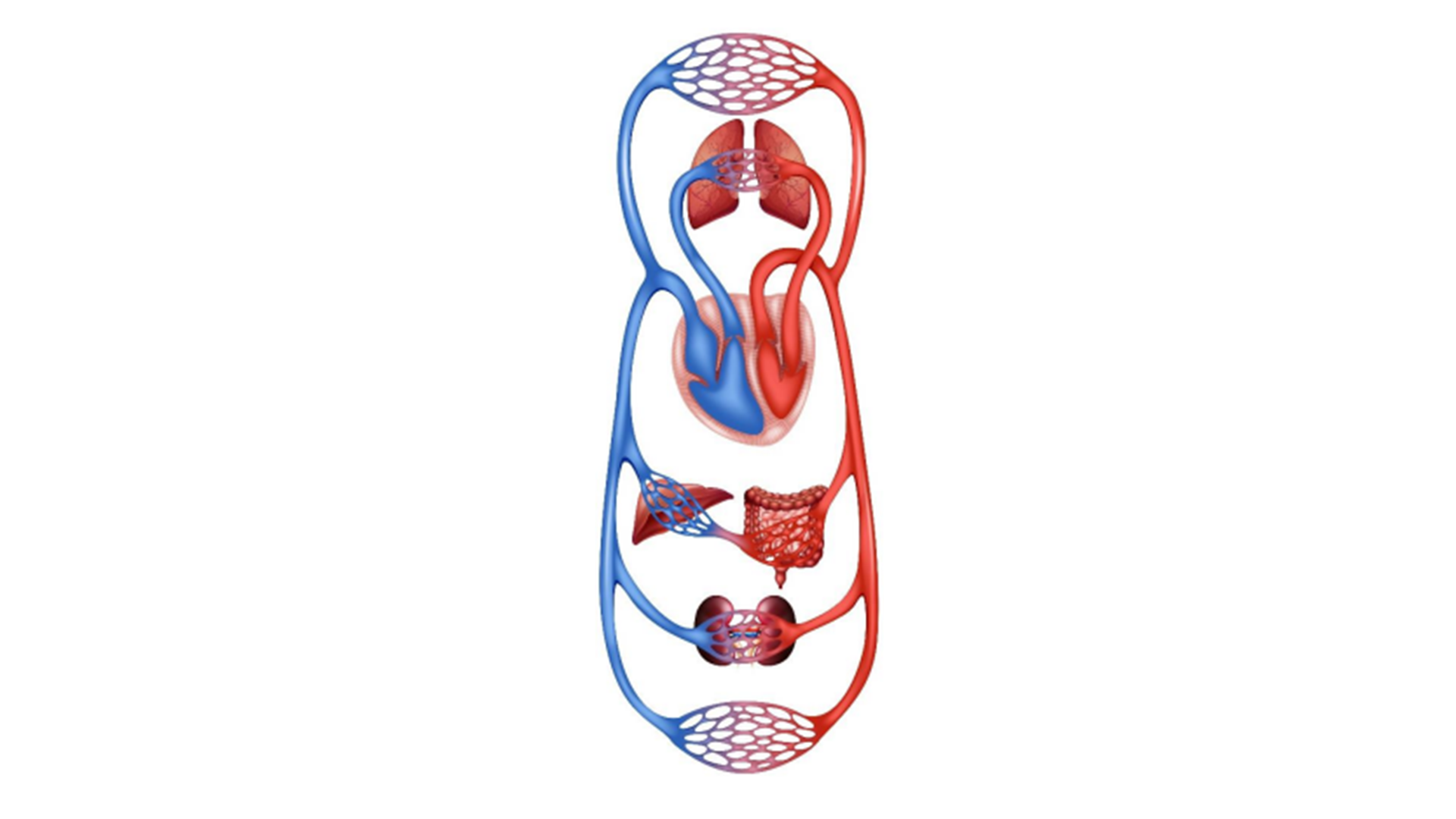 Cardiovaskular system