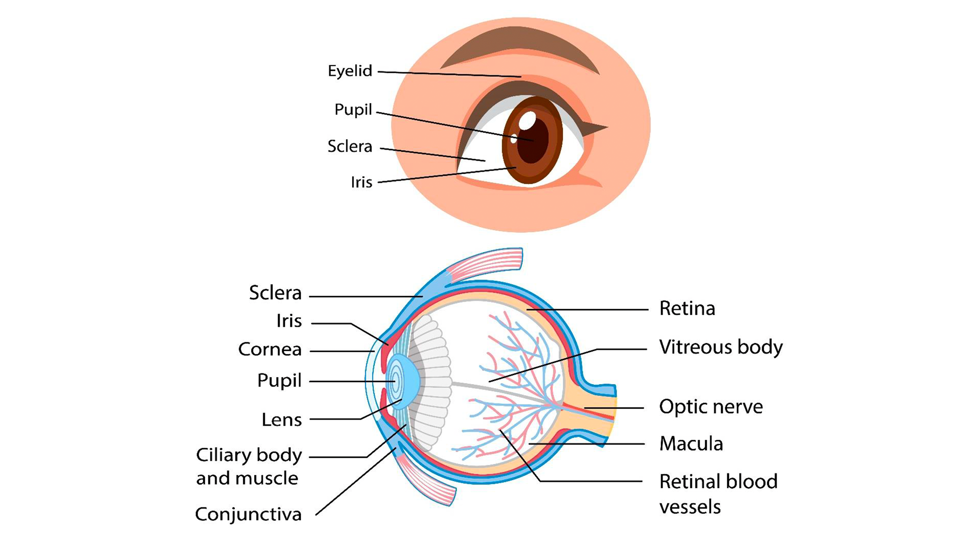 Eye anatomy