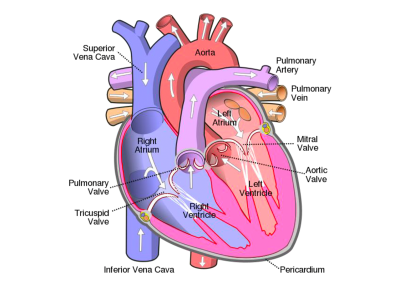 Corazón