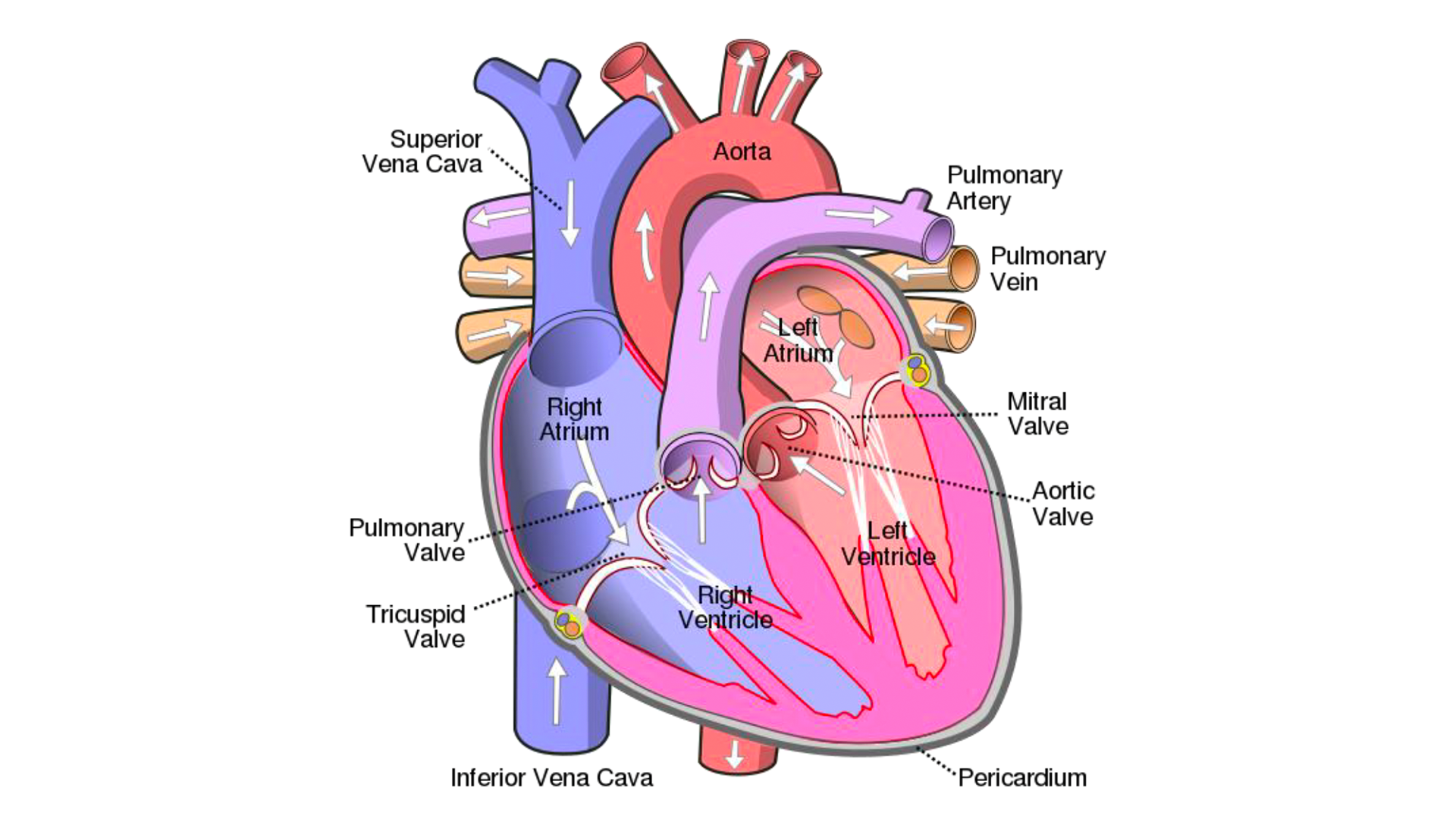 Heart