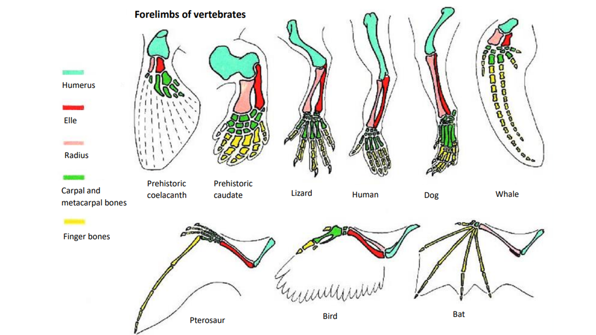 Homology