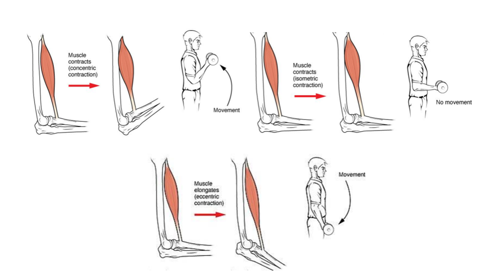 Interaction of muscles and bones