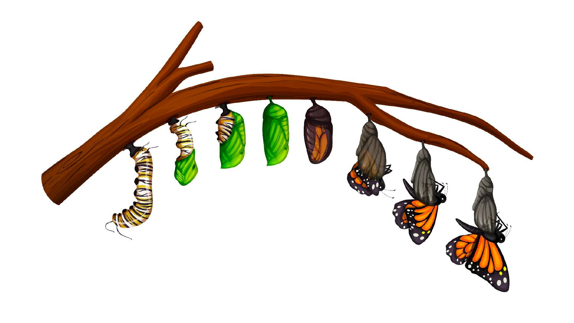 Metamorphosis