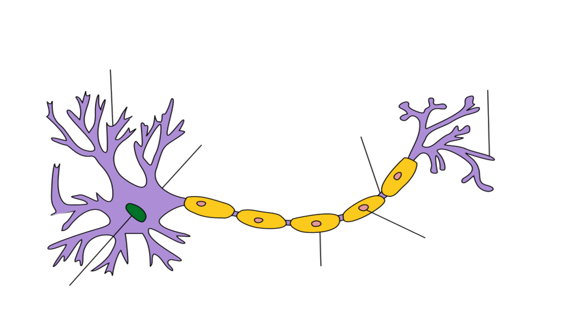 Neuron