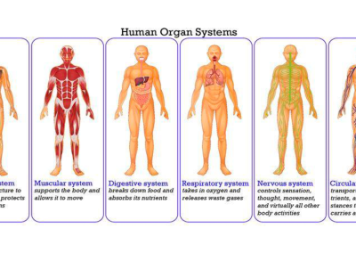 Organsysteme (2/2)