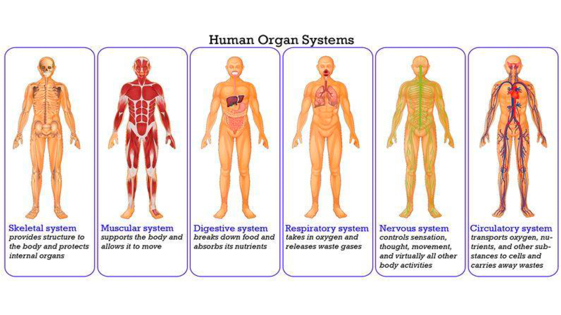 Organ systems