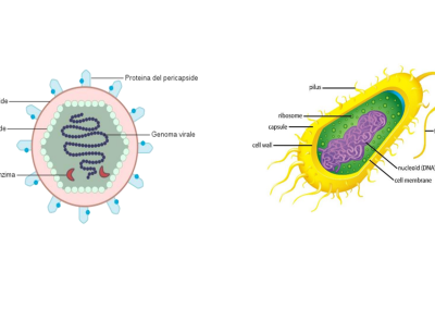 Bacterias