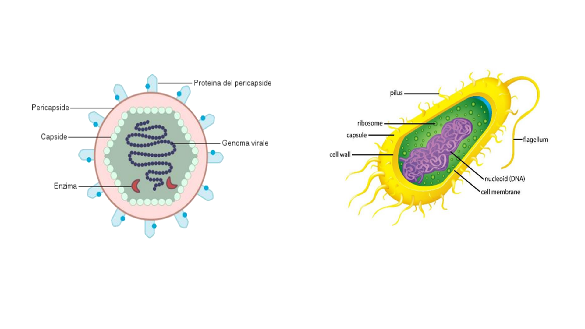 Pathogens