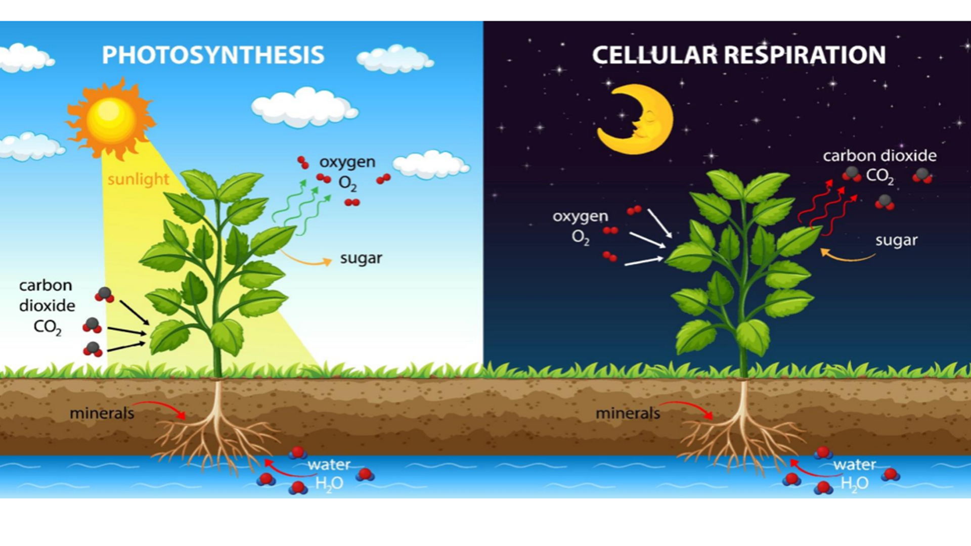 Photosynthesis - Cellular respiration
