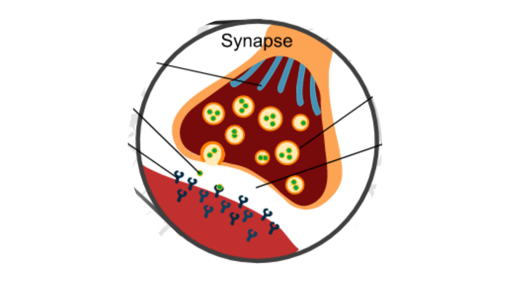 Synapse