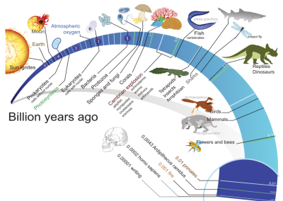 Evolución