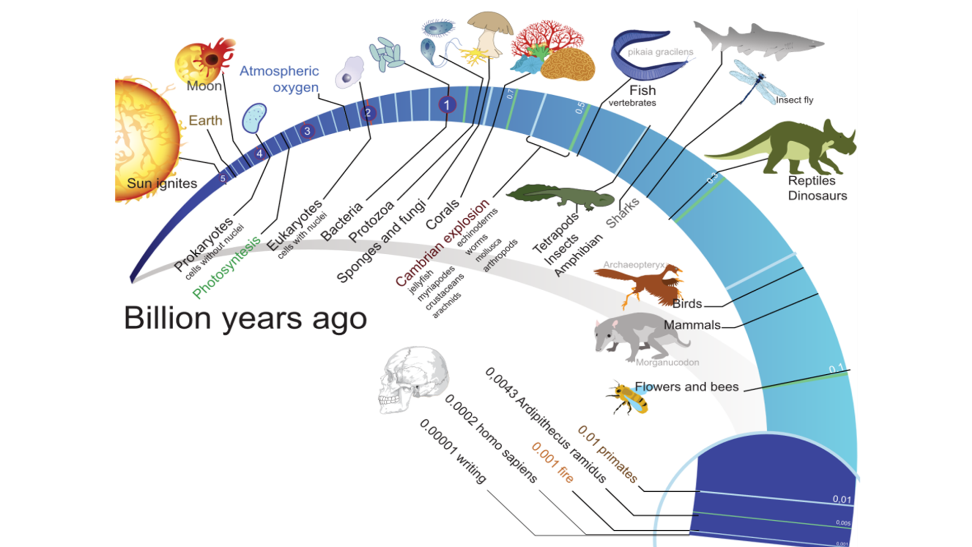 evolution