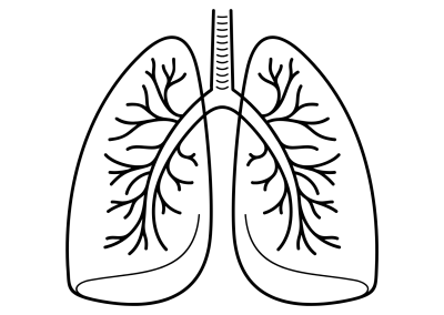 Pulmones