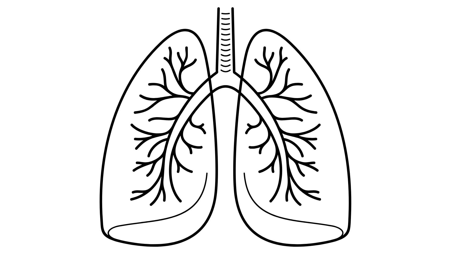 lungs
