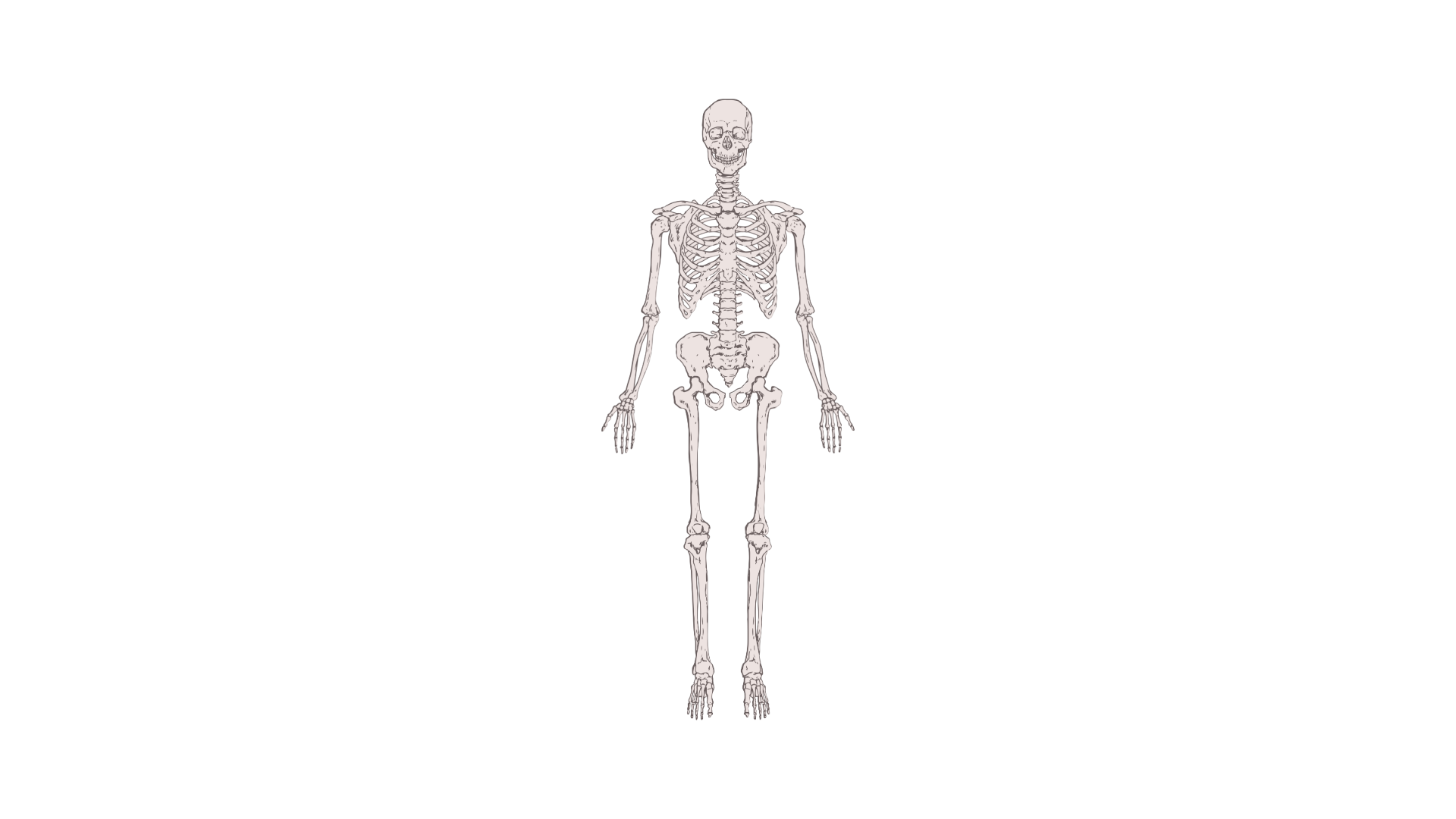 skeleton-updated